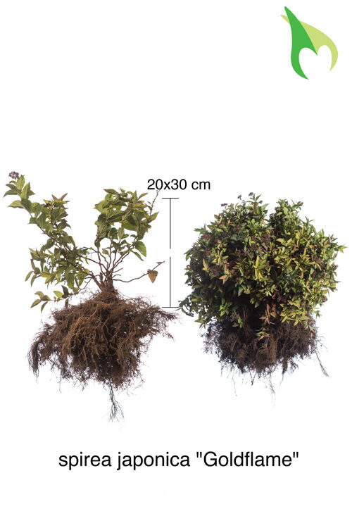 Sommerspiere 'Goldflame' (20-30 cm) Bare root Sommerspiere 'Goldflame' (20-30 cm) Bare root