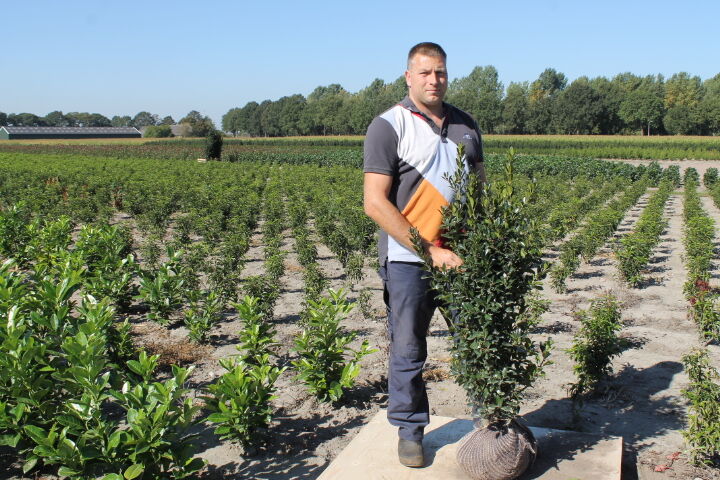 Stechplame Ilex 'Heckenpracht' (125-150 cm) Clod Stechplame Ilex 'Heckenpracht' (125-150 cm) Clod