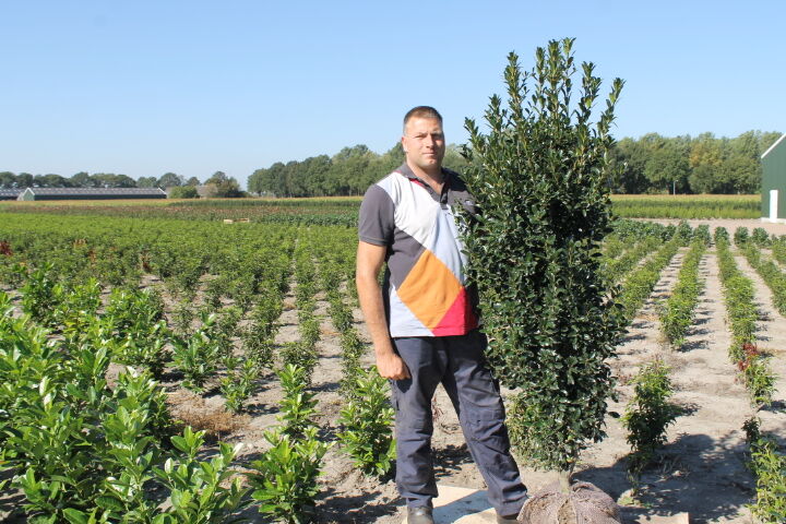 Stechplame Ilex 'Heckenpracht' (150-175 cm) Clod Stechplame Ilex 'Heckenpracht' (150-175 cm) Clod