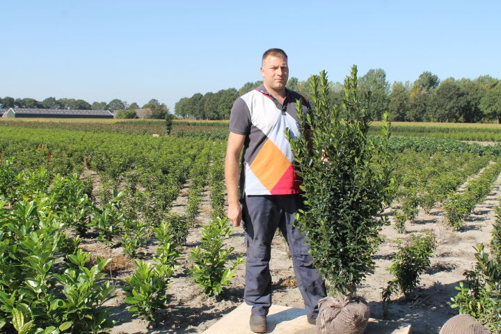 Stechplame Ilex 'Heckenstar' (125-150 cm) Clod Stechplame Ilex 'Heckenstar' (125-150 cm) Clod