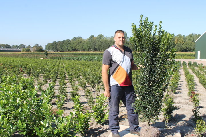Stechplame Ilex 'Heckenstar' (150-175 cm) Clod Stechplame Ilex 'Heckenstar' (150-175 cm) Clod