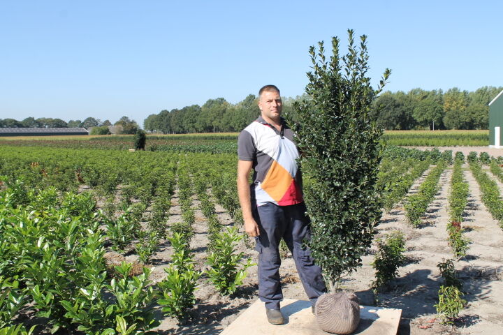 Stechplame Ilex 'Heckenstar' (175-200 cm) Clod Stechplame Ilex 'Heckenstar' (175-200 cm) Clod