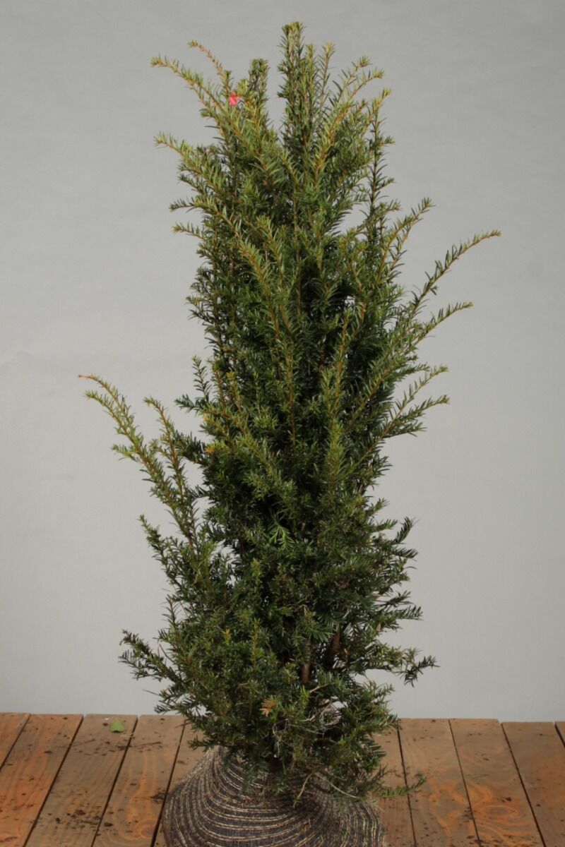 Europäische Eibe (Taxus Baccata) Hecke kaufen HeckenpflanzenTotal