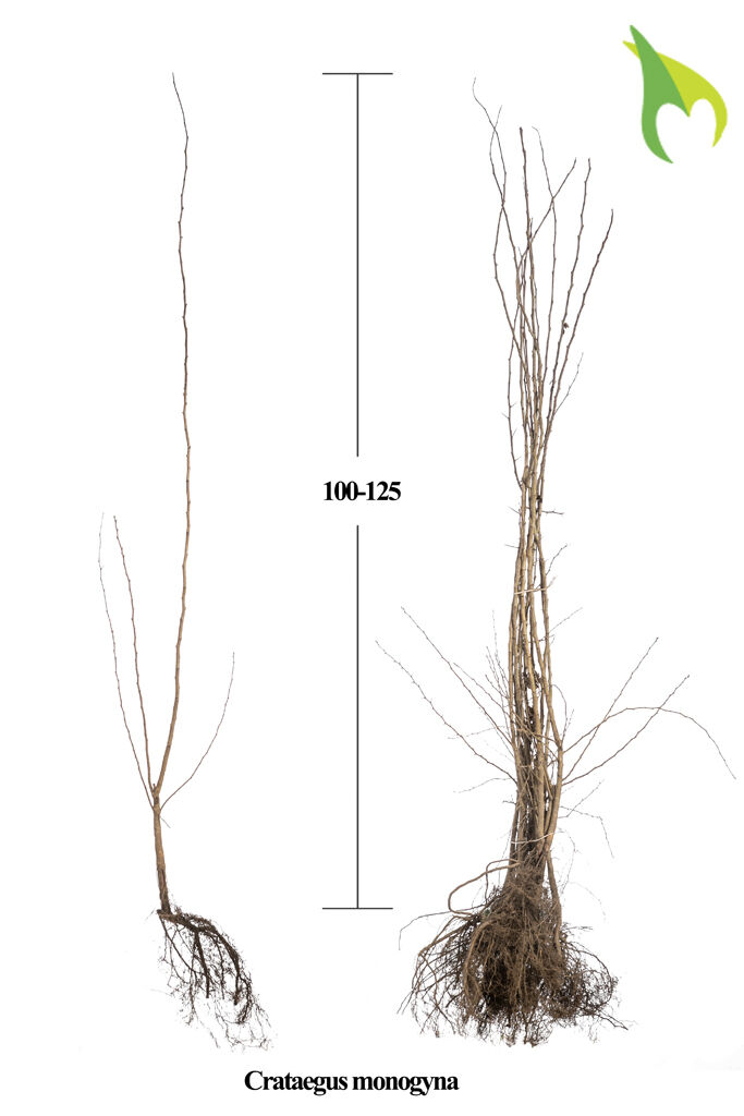 Eingriffeliger Weissdorn (100-125 cm) Bare root Eingriffeliger Weissdorn (100-125 cm) Bare root