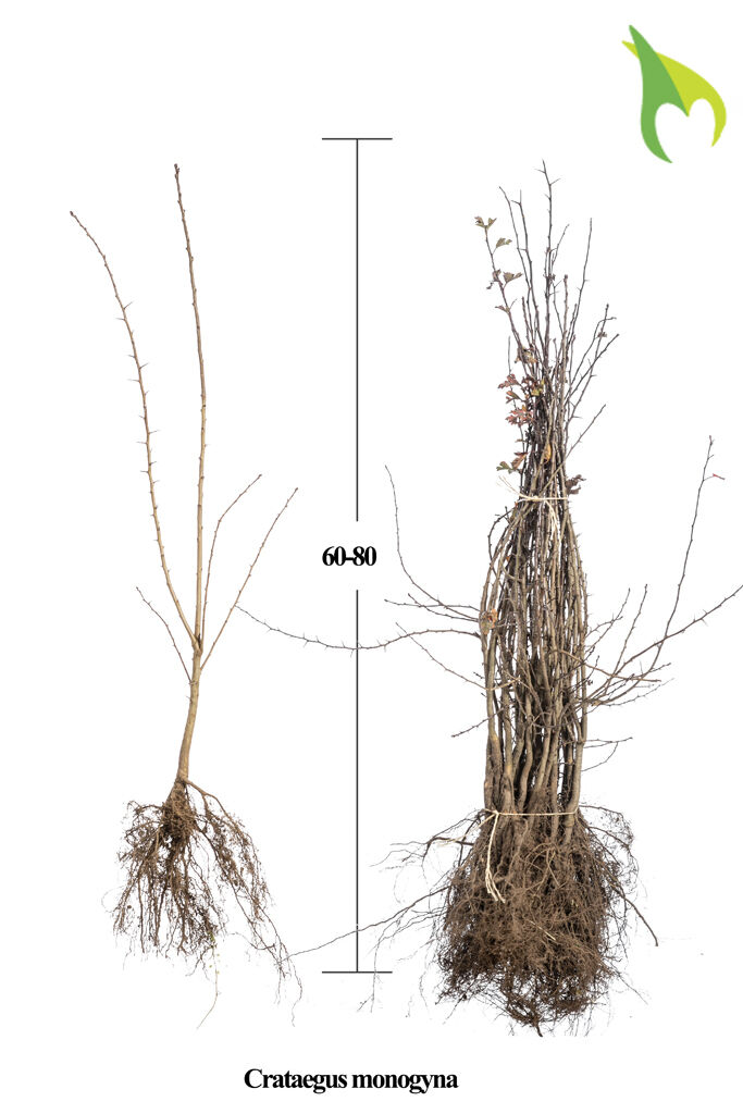 Eingriffeliger Weissdorn (60-80 cm) Bare root Eingriffeliger Weissdorn (60-80 cm) Bare root