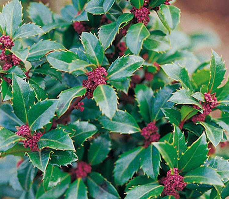 Stechpalme Ilex Heckenstar