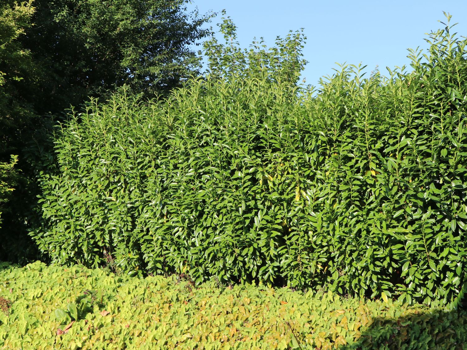 Kirschlorbeer 'Genolia'