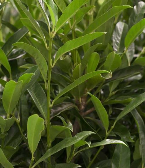 Kirschlorbeer 'Reynvaanii'