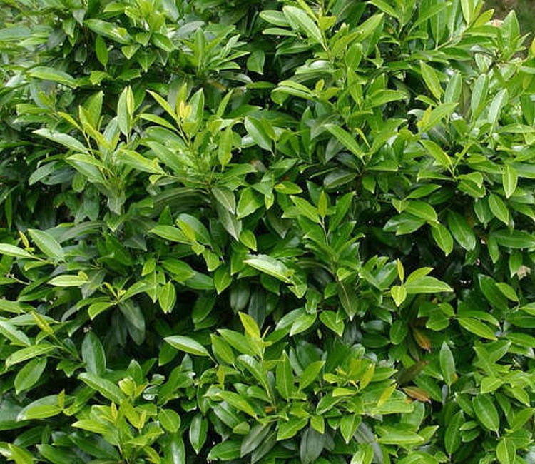 Kirschlorbeer 'Herbergii'