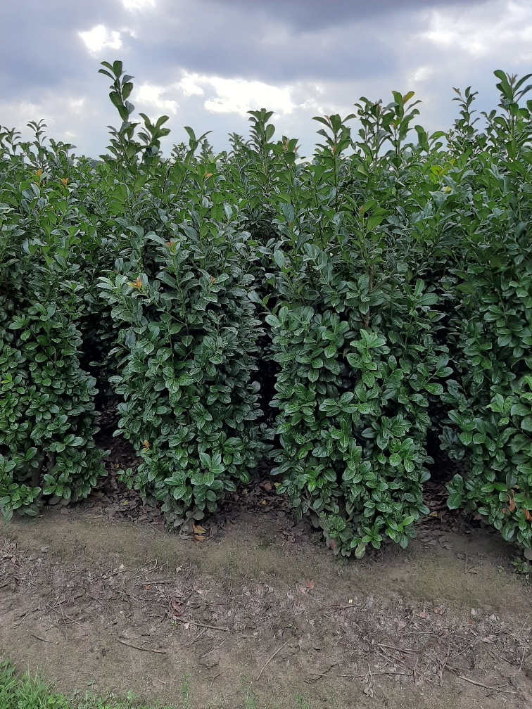 Kirschlorbeer 'Ani'
