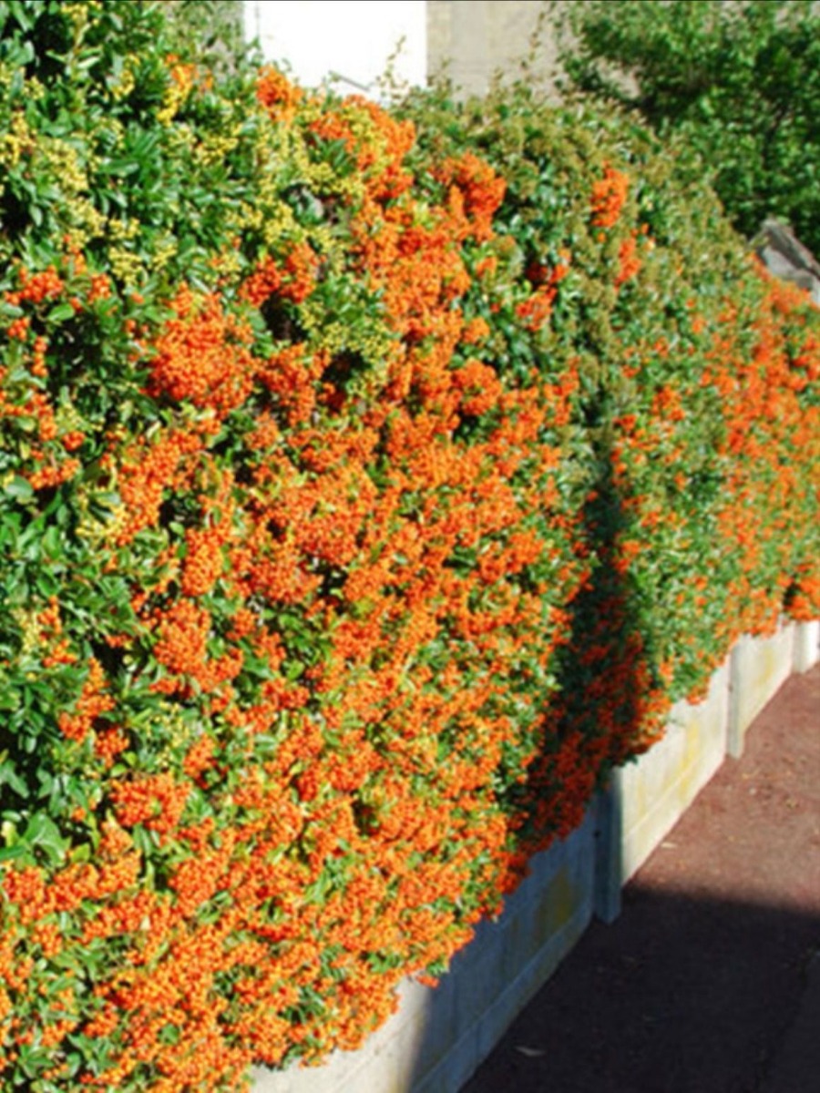 Feuerdorn Orange Glow