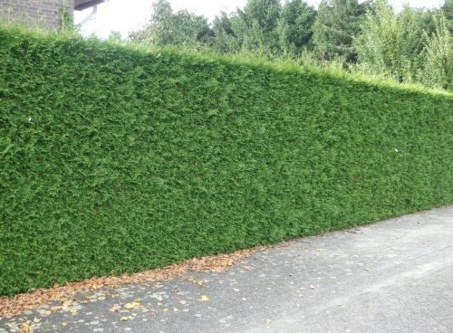 Lebensbaum Excelsa