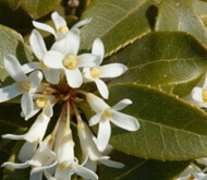 Duftblüte