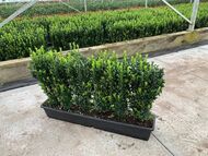 Hecke